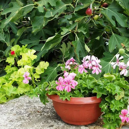 Briz 3 - Free Parking וארנה